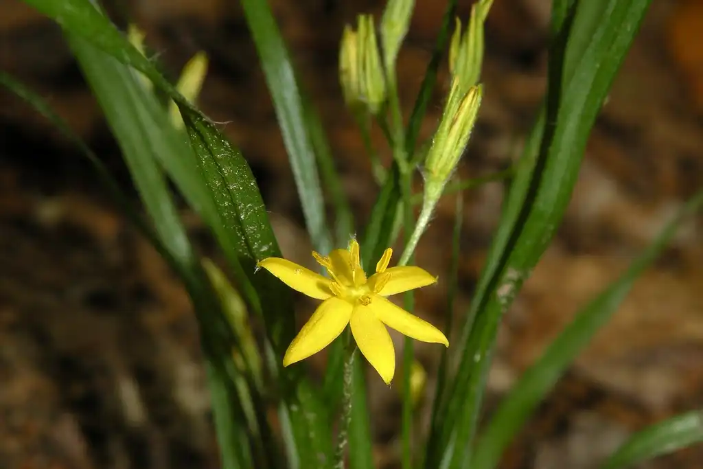 Photo of Hypoxis hirsuta (Hypoxis hirsutas)