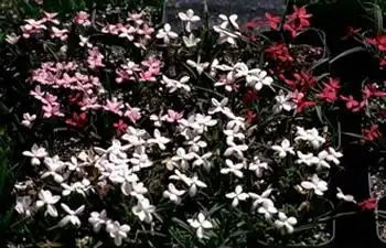 Photo of Hypoxis (Hypoxiss)