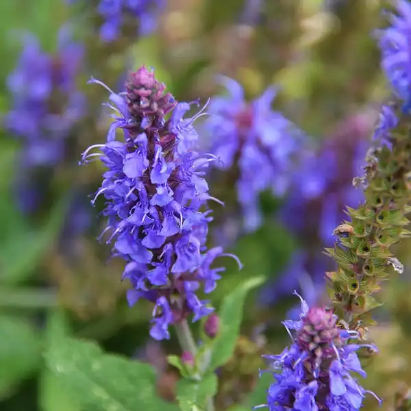 Photo of Hyssopus officinalis (Hyssopus officinaliss)