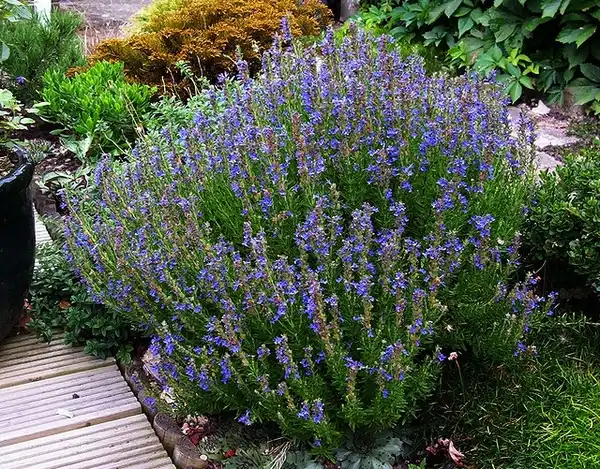 Photo of Hyssopus officinalis (Hyssopus officinaliss)