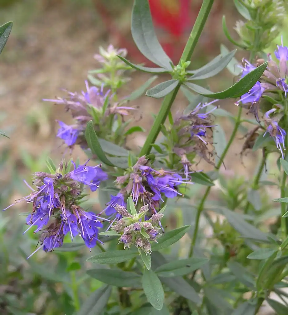Photo of Hyssopus officinalis - Foliage:阿橋 HQ