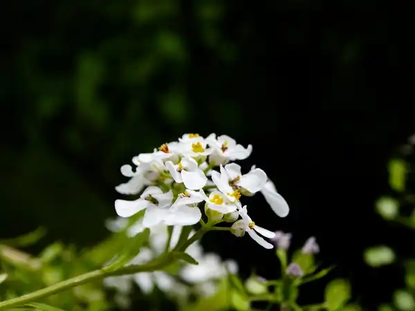 Фото Iberis amara (Iberis amaras)