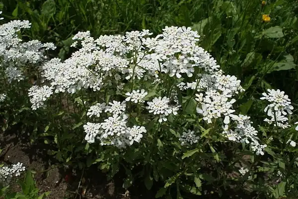 Фото Iberis amara (Iberis amaras)