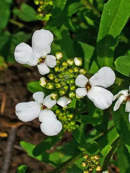 Фото Iberis amara - Close up of flowers showing uneven petal size.:H. Zell