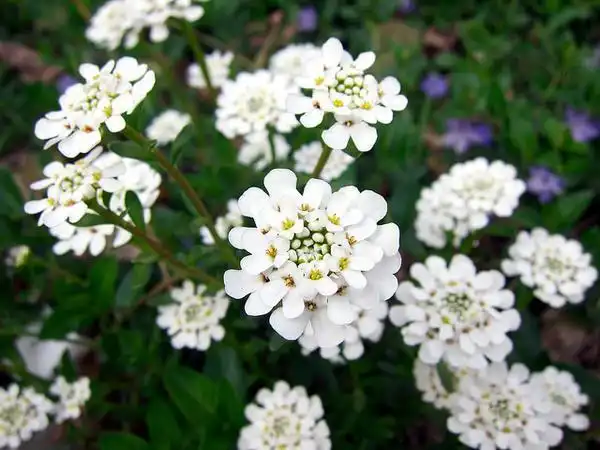 Фото Iberis sempervirens (Iberis sempervirenss)