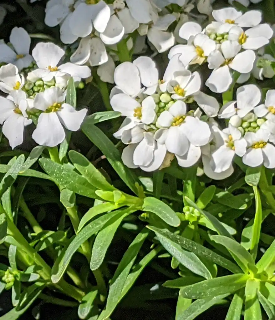 Фото Iberis sempervirens - Close-up flowers and foliage:Ben A. Bergmann