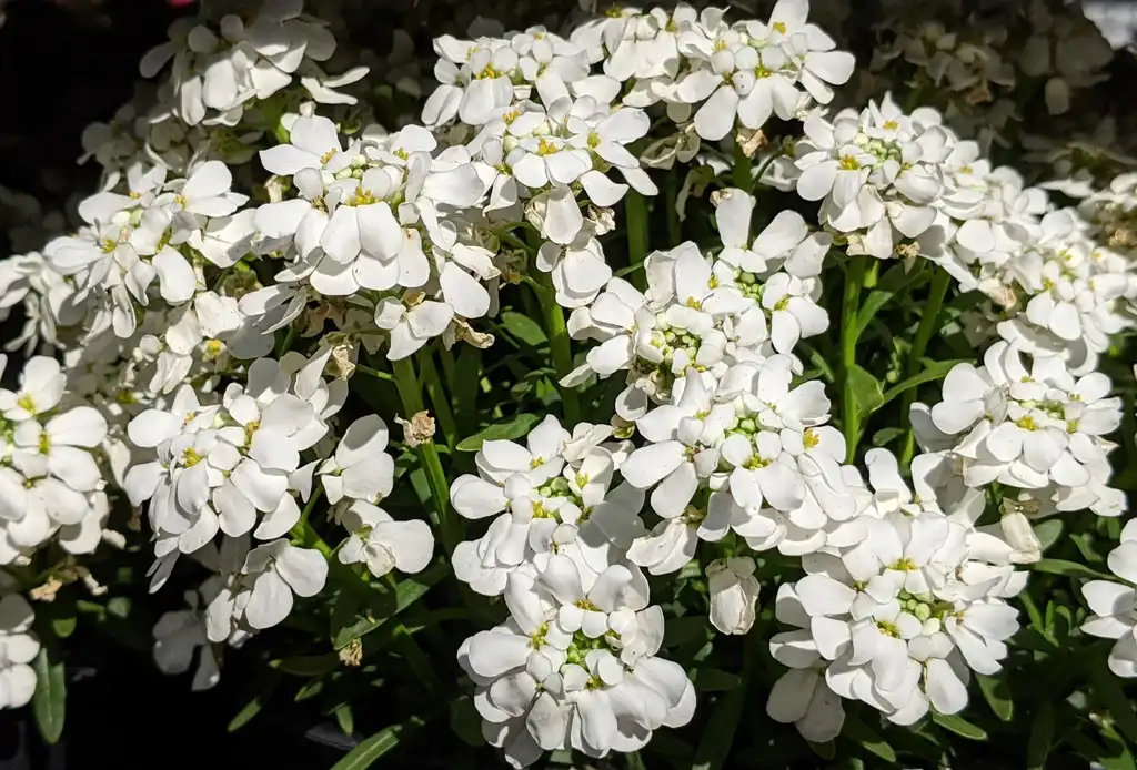 Фото Iberis sempervirens - 'Snow Cone' Flowers:Ben A. Bergmann