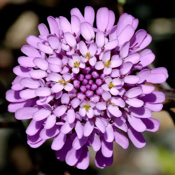 Foto de Iberis umbellata (Iberis umbellatas)
