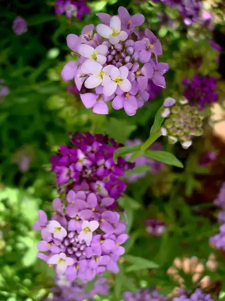 Foto de Iberis umbellata (Iberis umbellatas)