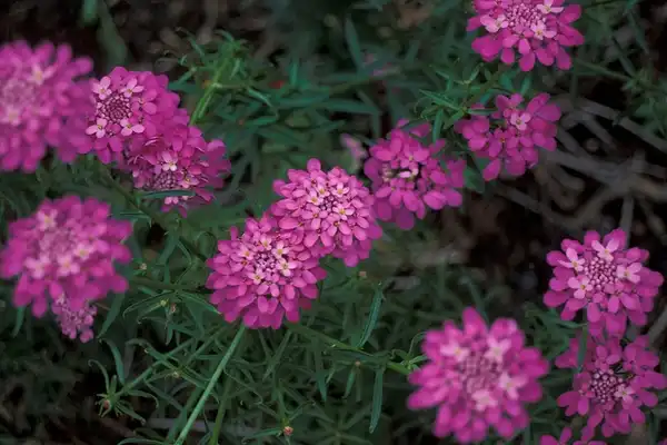 Foto de Iberis umbellata - :Forest and Kim Starr