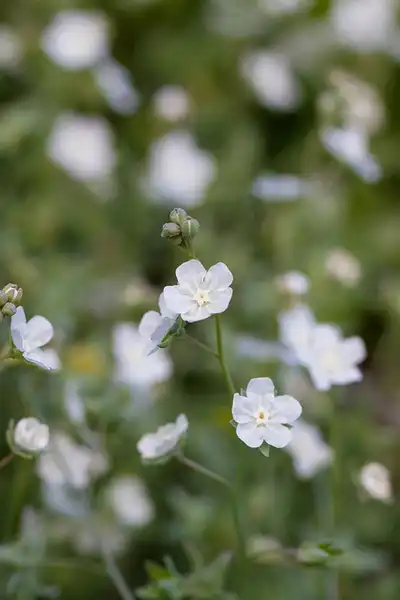 Foto de Iberodes linifolia (Iberodes linifolias)
