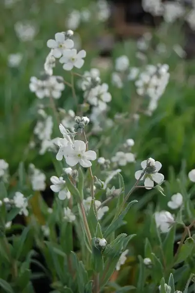 Foto de Iberodes linifolia (Iberodes linifolias)