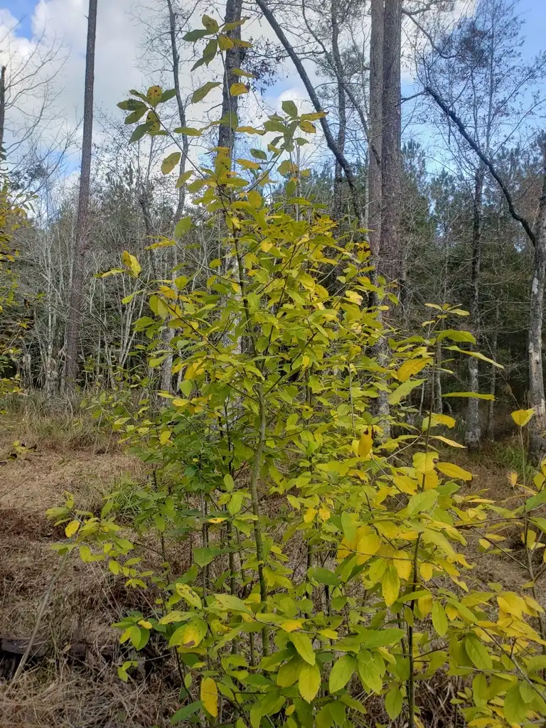 Foto de Ilex amelanchier (Ilex amelanchiers)