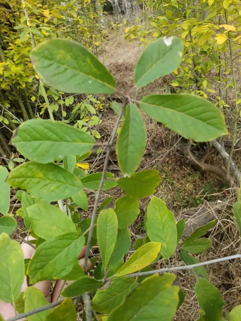 Foto de Ilex amelanchier (Ilex amelanchiers)