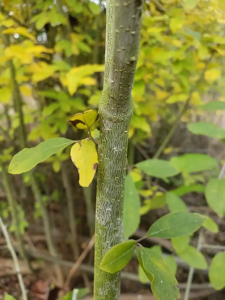 Foto de Ilex amelanchier - Stem:Alvin Diamond