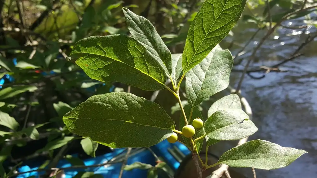 Foto de Ilex amelanchier - Immature fruit:Nate Hartley