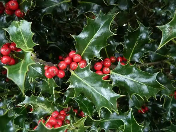 Photo of Ilex aquifolium (Ilex aquifoliums)