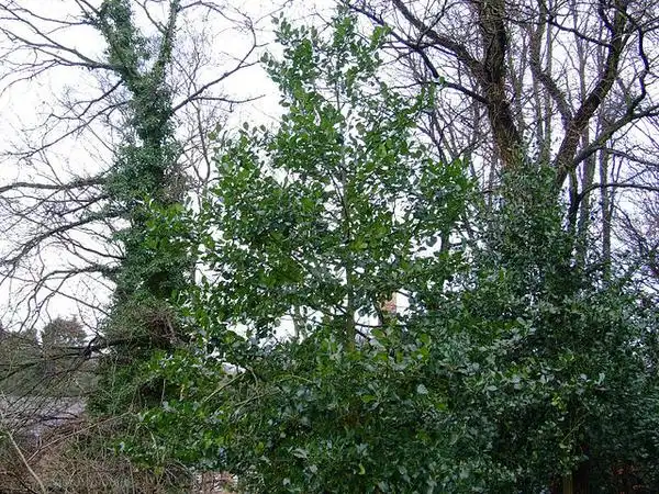 Photo of Ilex aquifolium (Ilex aquifoliums)