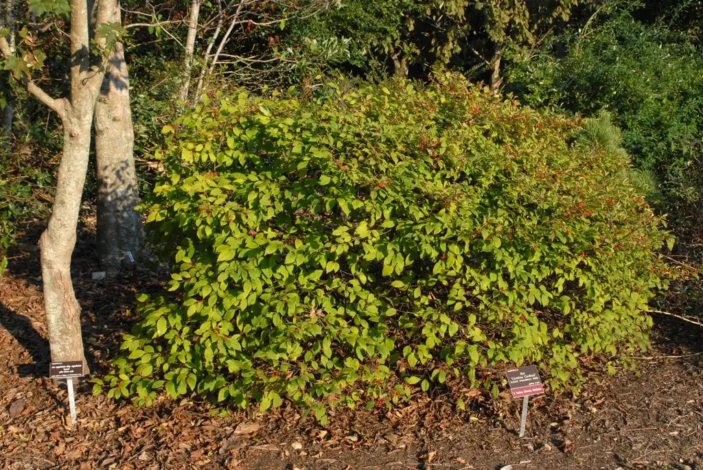 Foto de Ilex 'Carolina Cardinal' (Ilex 'Carolina Cardinal's)
