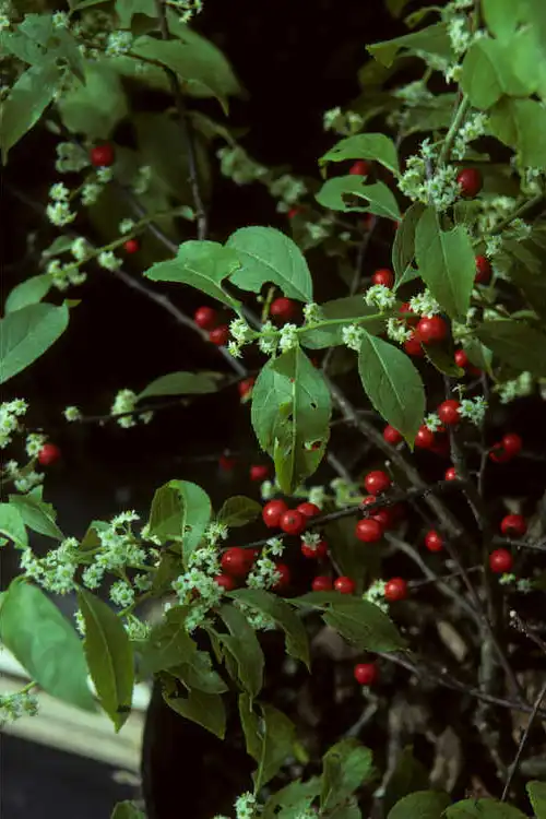 Foto de Ilex 'Carolina Cardinal' (Ilex 'Carolina Cardinal's)