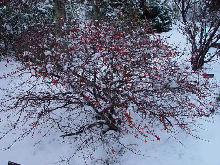 Foto de Ilex 'Carolina Cardinal' - Winter Form: