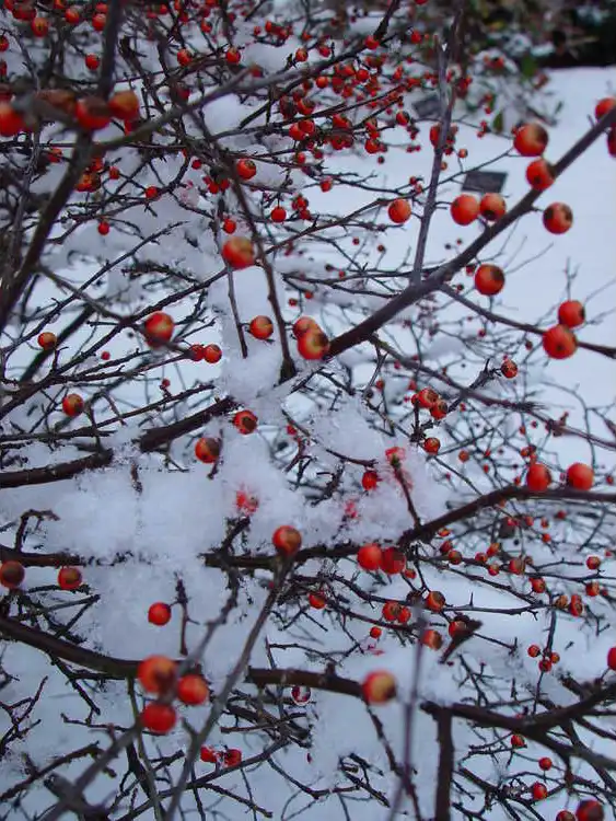 Foto de Ilex 'Carolina Cardinal' - Fruit in Winter: