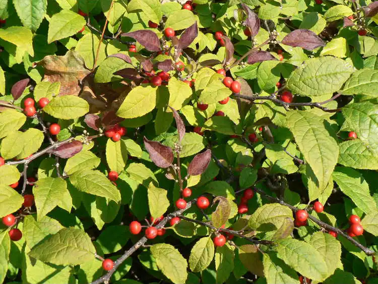 Foto de Ilex 'Carolina Cardinal' - Leaf Detail: