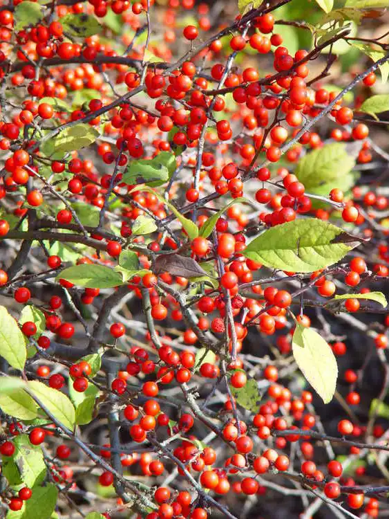 Foto de Ilex 'Carolina Cardinal' - Fruit Detail: