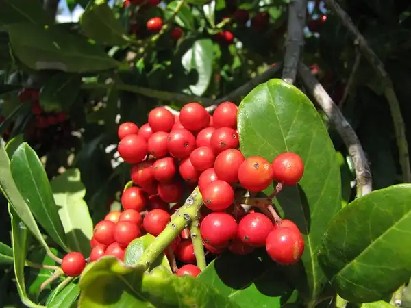 Фото Ilex cassine (Ilex cassines)
