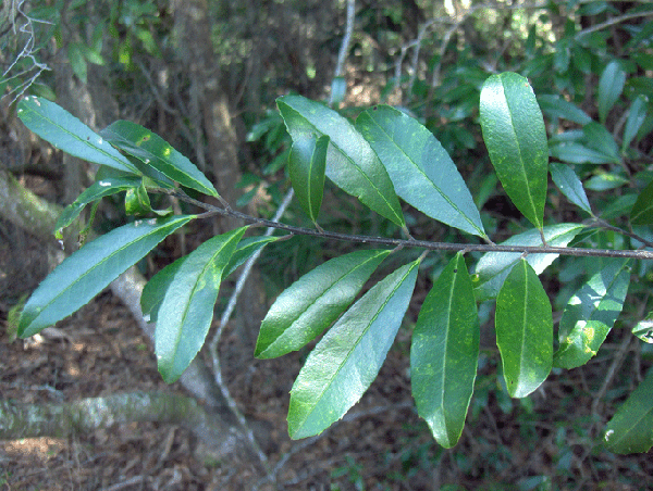 Фото Ilex cassine - Leaves:Homer Edward Price