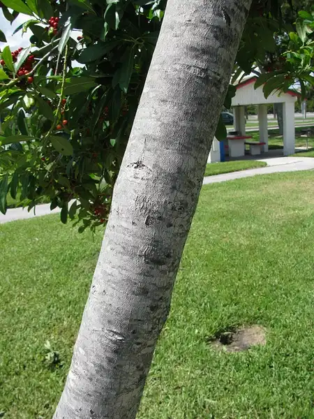 Фото Ilex cassine - Bark:Forest and Kim Starr
