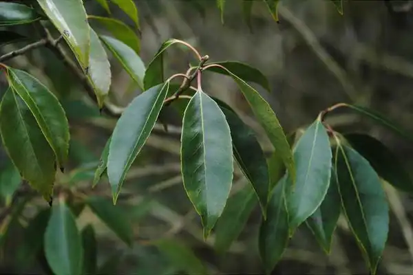 Фото Ilex chinensis (Ilex chinensiss)