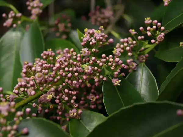 Фото Ilex chinensis (Ilex chinensiss)