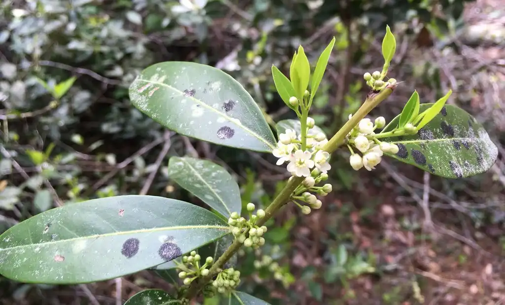 Foto de Ilex coriacea (Ilex coriaceas)