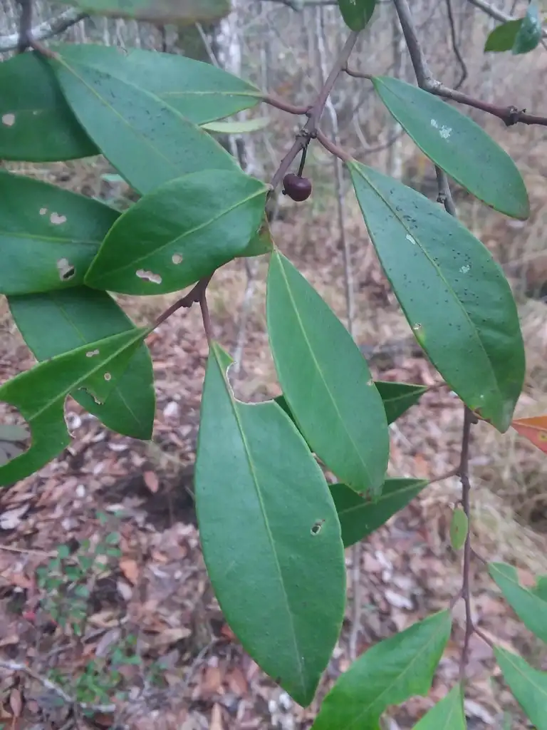 Foto de Ilex coriacea (Ilex coriaceas)