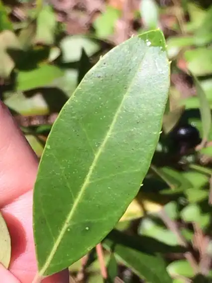 Foto de Ilex coriacea - Leaf closeup:Laura Clark