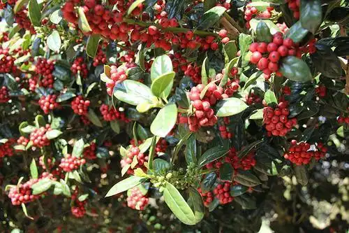 Фото Ilex cornuta 'Burfordii' (Ilex cornuta 'Burfordii's)