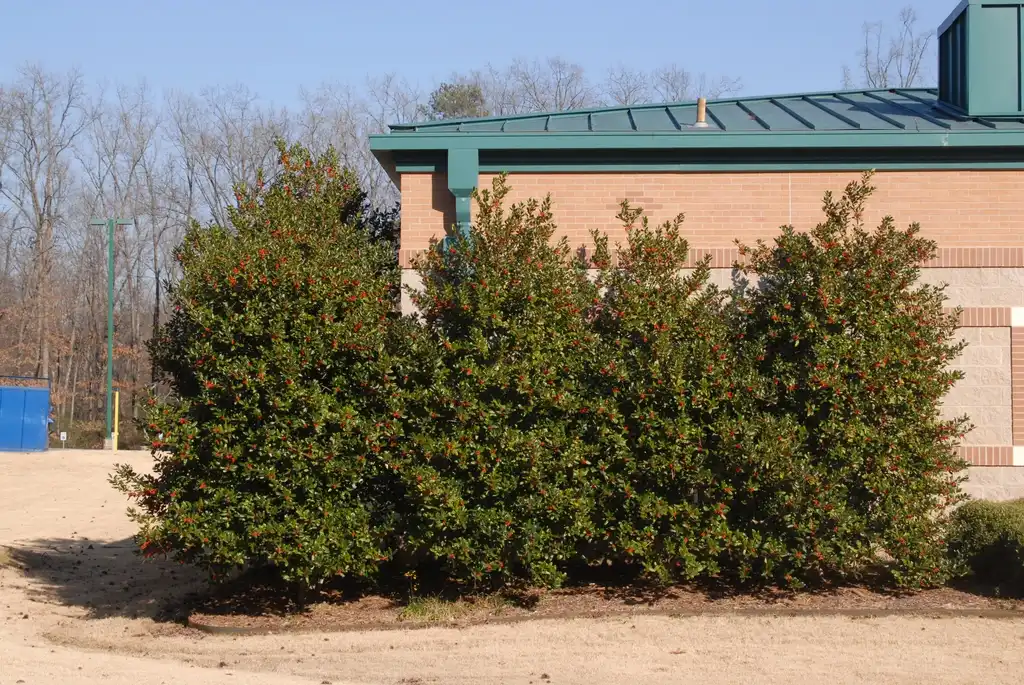 Фото Ilex cornuta 'Burfordii' (Ilex cornuta 'Burfordii's)