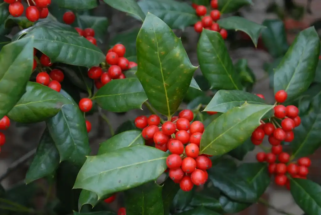 Фото Ilex cornuta 'Burfordii' - Fruit and Leaves Close-up:Jim Robbins