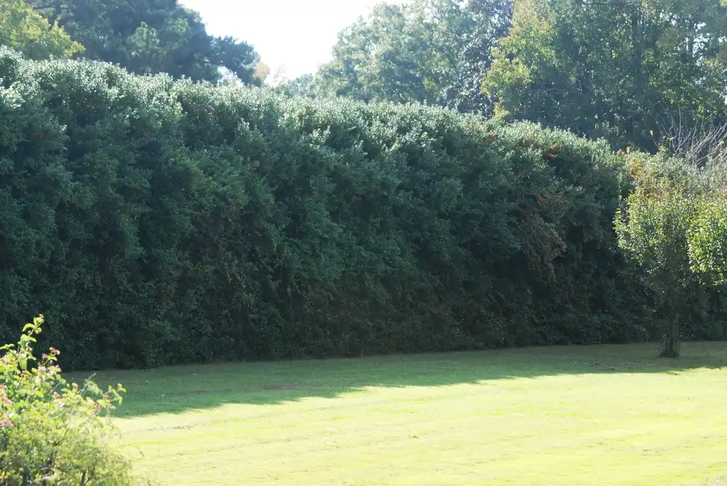 Фото Ilex cornuta 'Burfordii' - Hedge:Jim Robbins