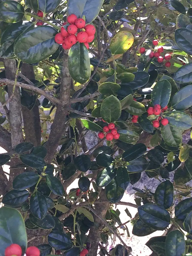 Фото Ilex cornuta 'Burfordii' - Closeup of red berries and leaves, early spring, Durham County:Carol Tierney