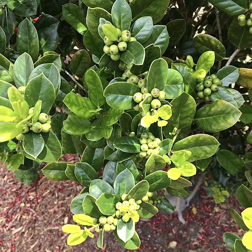 Фото Ilex cornuta 'Burfordii' - new green berries and leaves, spring, Durham County, NC:Carol Tierney