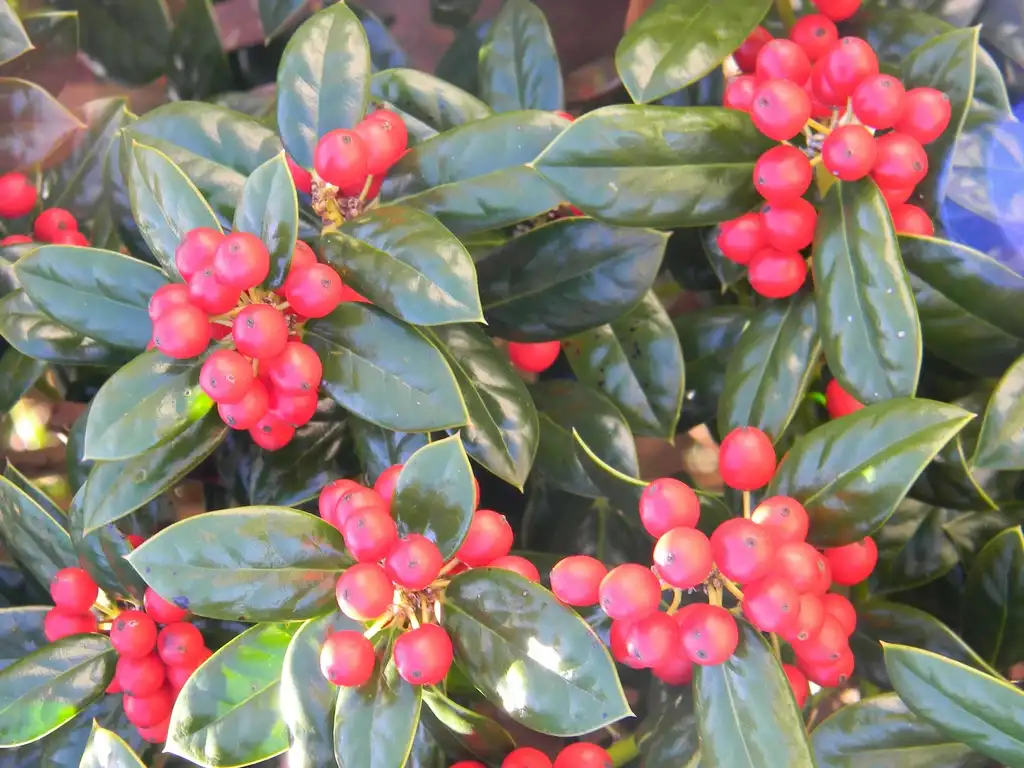 Фото Ilex cornuta 'Burfordii' - 'Burfordii Nana' Fruits and leaves (Buncombe County, NC):Randy Harter