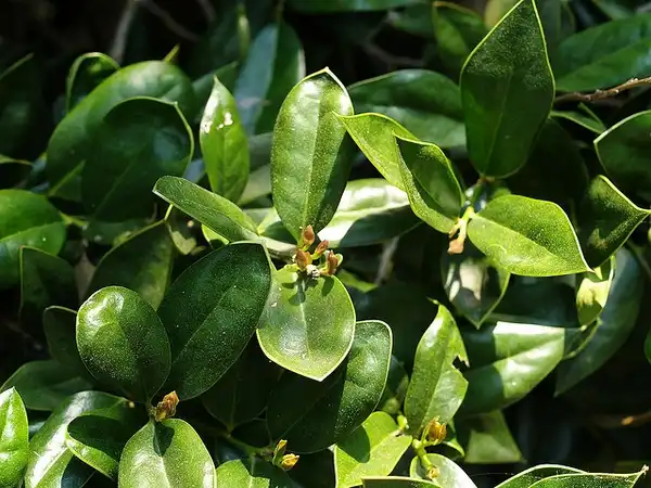 Фото Ilex cornuta 'Carissa' (Ilex cornuta 'Carissa's)