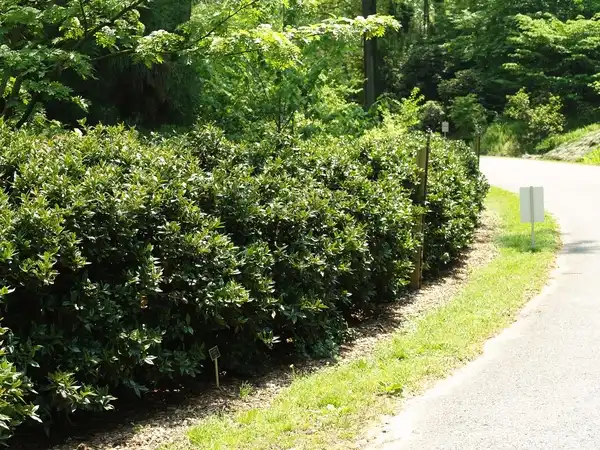 Фото Ilex cornuta 'Carissa' (Ilex cornuta 'Carissa's)