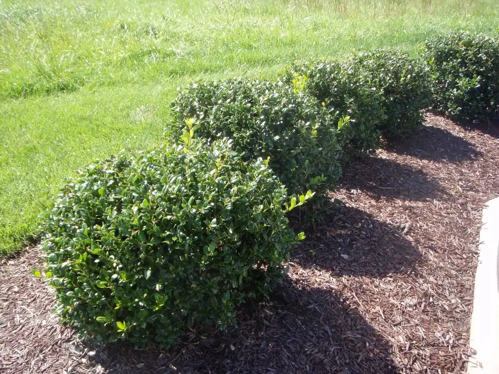 Фото Ilex cornuta 'Carissa' - Hedge:Jim Robbins