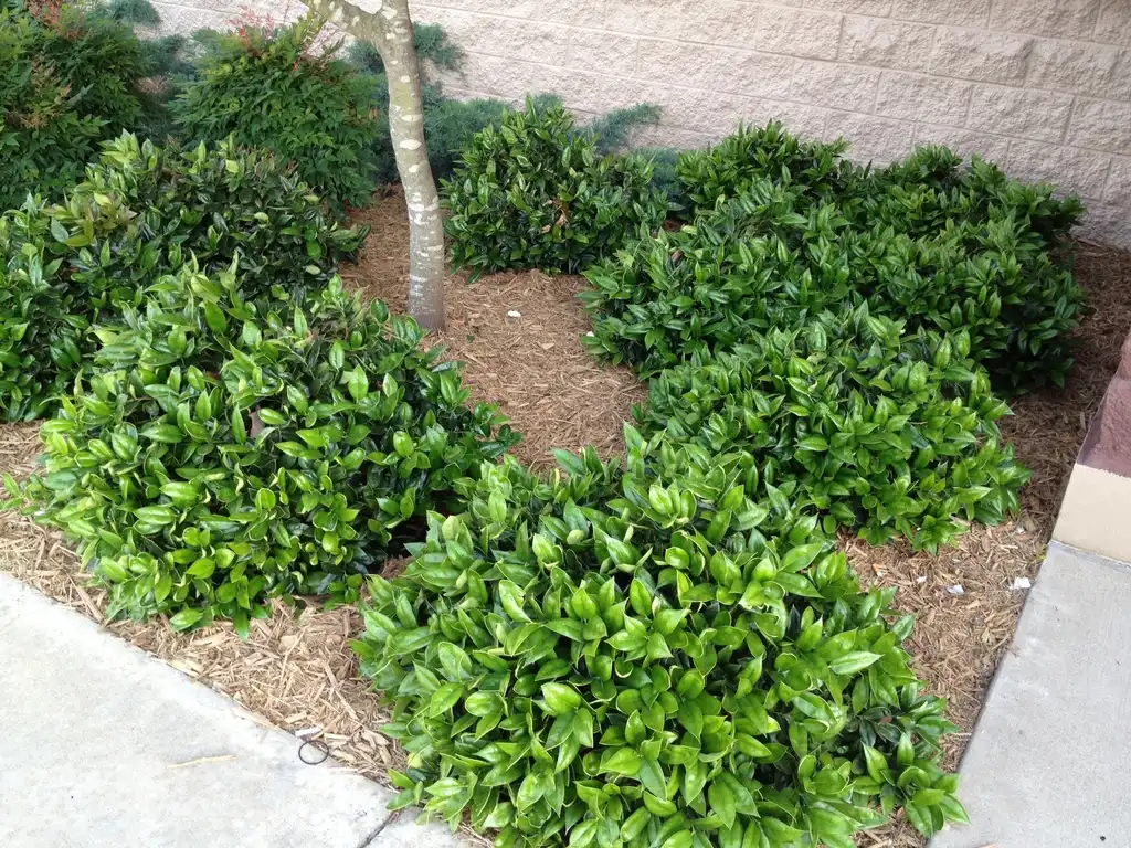 Фото Ilex cornuta 'Carissa' - Form:Jim Robbins