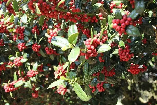Фото Ilex cornuta 'Dwarf Burford' (Ilex cornuta 'Dwarf Burford's)