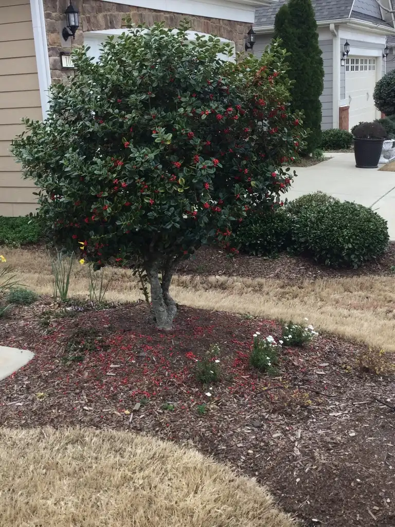 Фото Ilex cornuta 'Dwarf Burford' (Ilex cornuta 'Dwarf Burford's)