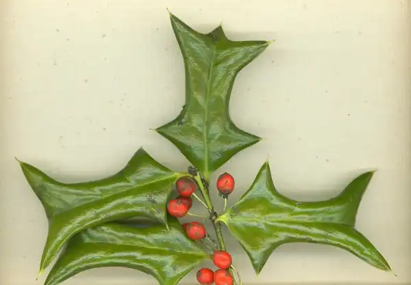 Foto de Ilex cornuta 'Rotunda' (Ilex cornuta 'Rotunda's)
